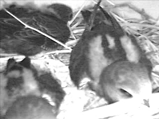 Mauersegler Jungvoegel